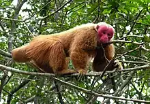 Brown and red monkey