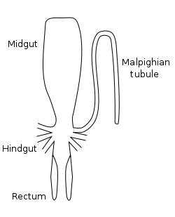 Image 13Stylized diagram of insect digestive tract showing malpighian tubule, from an insect of the order Orthoptera. (from Insect morphology)