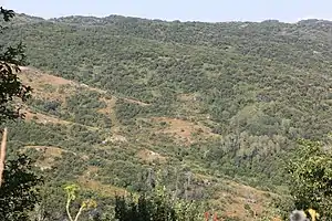 Malus sieversii trees in Zhongar-Alatau National Park