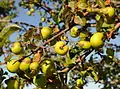 Ripe crab apples on the branch