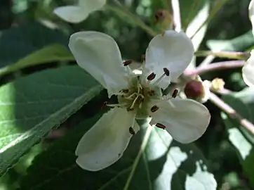 Close-up of flower