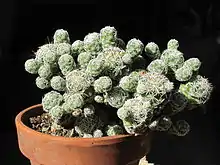 Mammillaria vetula