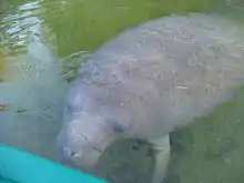 Young manatee in the spring