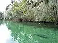 Manatee in Blue Spring