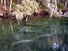 A short run produced by a spring: clear water with several manatees near the surface and trees on the far bank a dozen yards (11 m) away