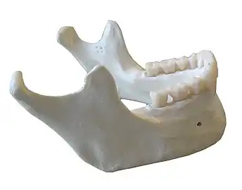 Human mandible (right side)