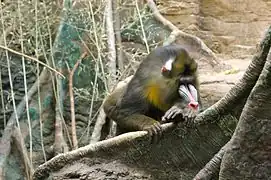 Mandrill (Mandrillus sphinx).