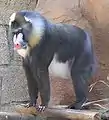 Mandrill