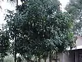 Mango Tree(ಮಾವಿನ ಮರ)