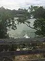 View of the mangroves from the boardwalk, Wall Springs Park.