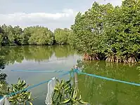 Mangroves beside Paliwas Road