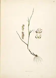 Illustration of Manisuris myurus