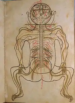 Image 45A coloured illustration from Mansur's Anatomy, c. 1450 (from Science in the medieval Islamic world)