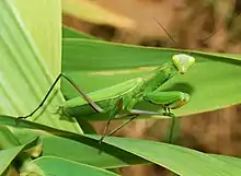 European Mantis