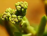 Detail of the developing buds