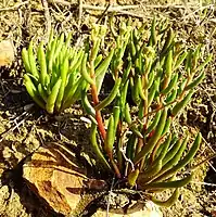 A cluster of plants