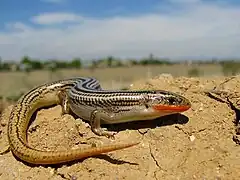 Many-lined skink