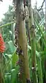 Many on Kniphofia uvaria