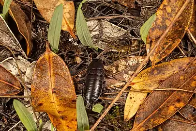 M. novaeseelandiae in its forest habitat