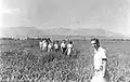 Members of Kibbutz Maoz on a training field trip. 1947