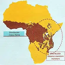 Map of Glossina distribution in Africa, especially G.m.m., by [[es:User:Estefanía Alonso Gómez]]