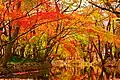 Maple leaves changing colour by a creek.