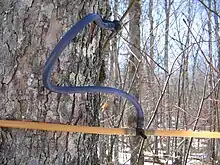 Image 37Sugar maple (Acer saccharum) tapped to collect sap for maple syrup (from Tree)