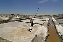 A salt pan worker in a salt evaporation pond in Tamil Nadu, India.