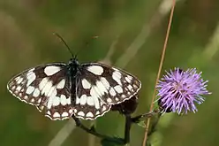 Marbled white, Melanargia galathea