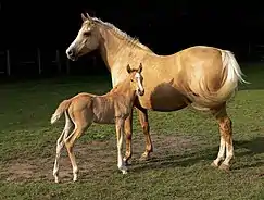 Horse and foal