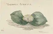 Massionia Africana (1789)