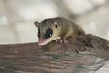 Gray opossum