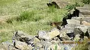 A marmot, found in the wild in Ladakh