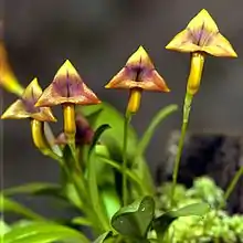 Masdevallia angulifera