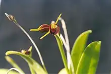 Masdevallia bicolor