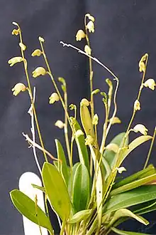 Masdevallia bulbophyllopsis