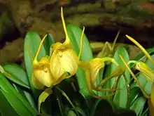 Masdevallia floribunda