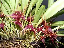 Masdevallia herradurae