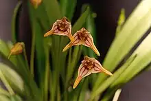 Masdevallia striatella