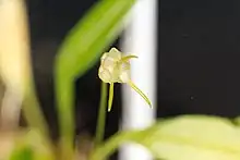 Masdevallia nidifica