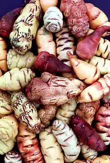 Image 10Mashua tubers (from Andean agriculture)