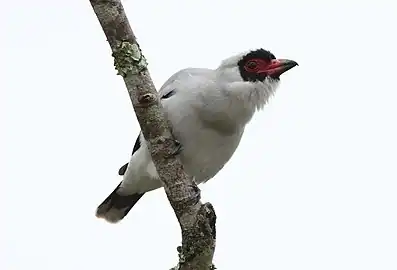 T. s. costaricensisTurrialba, Costa Rica