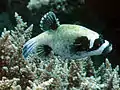 Pufferfish, including this masked puffer accumulate a neurotoxin called tetrodotoxin in their skin and internal organs. This toxin is extremely potent and has been responsible for many fatalities.