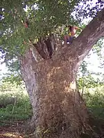 Old trees can have massive trunks