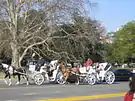 Horse-drawn buggies (mateos) near the Rose Garden