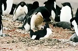 Mating Adélie penguins