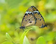 Mating of Plain Tiger