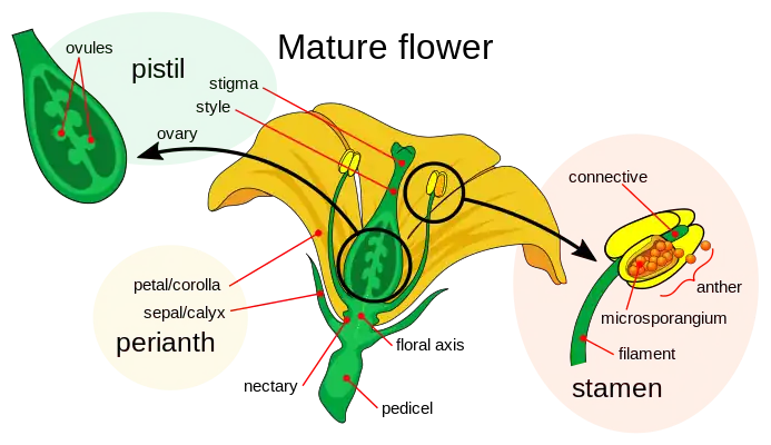 Diagram of flower parts