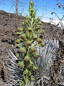 Mauna Kea silversword flowering