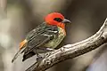 Mauritius fody (Foudia rubra) male